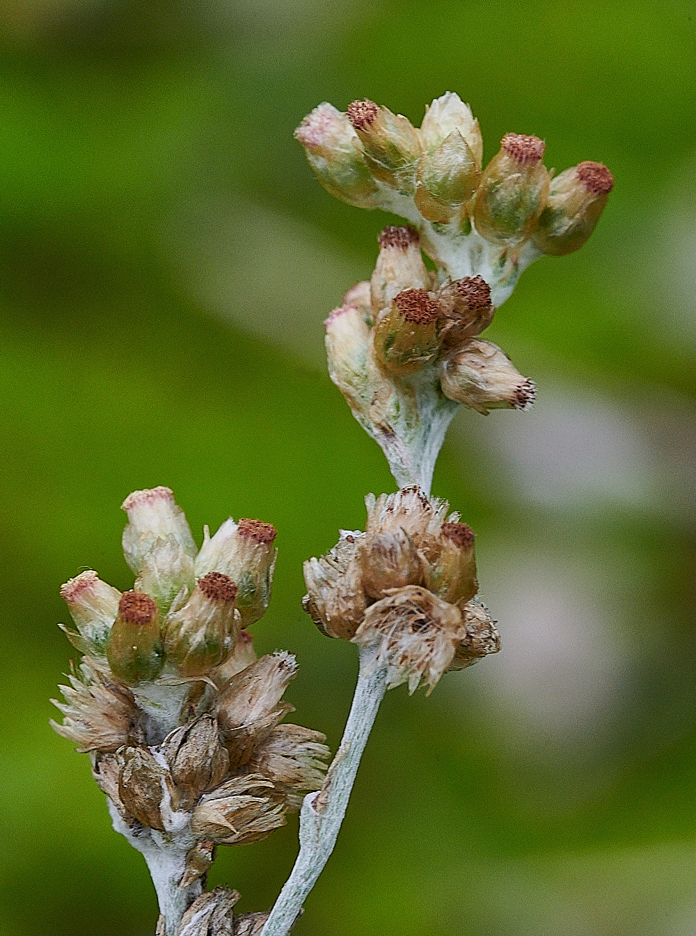 GreatYarmouthJerseyCudweed201221-1