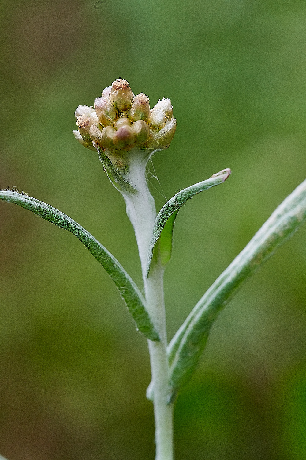 GreatYarmouthJerseyCudweed201221-2
