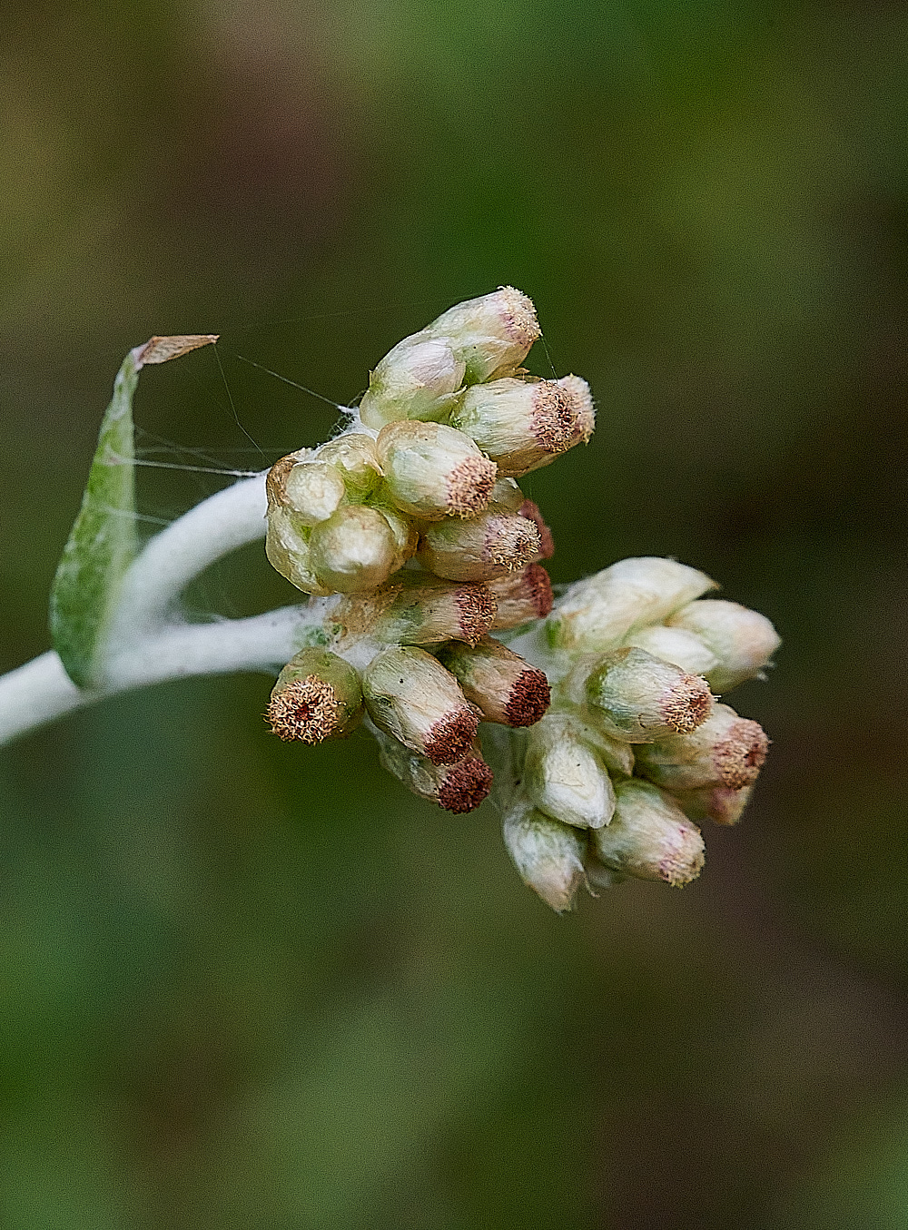 GreatYarmouthJerseyCudweed201221-4