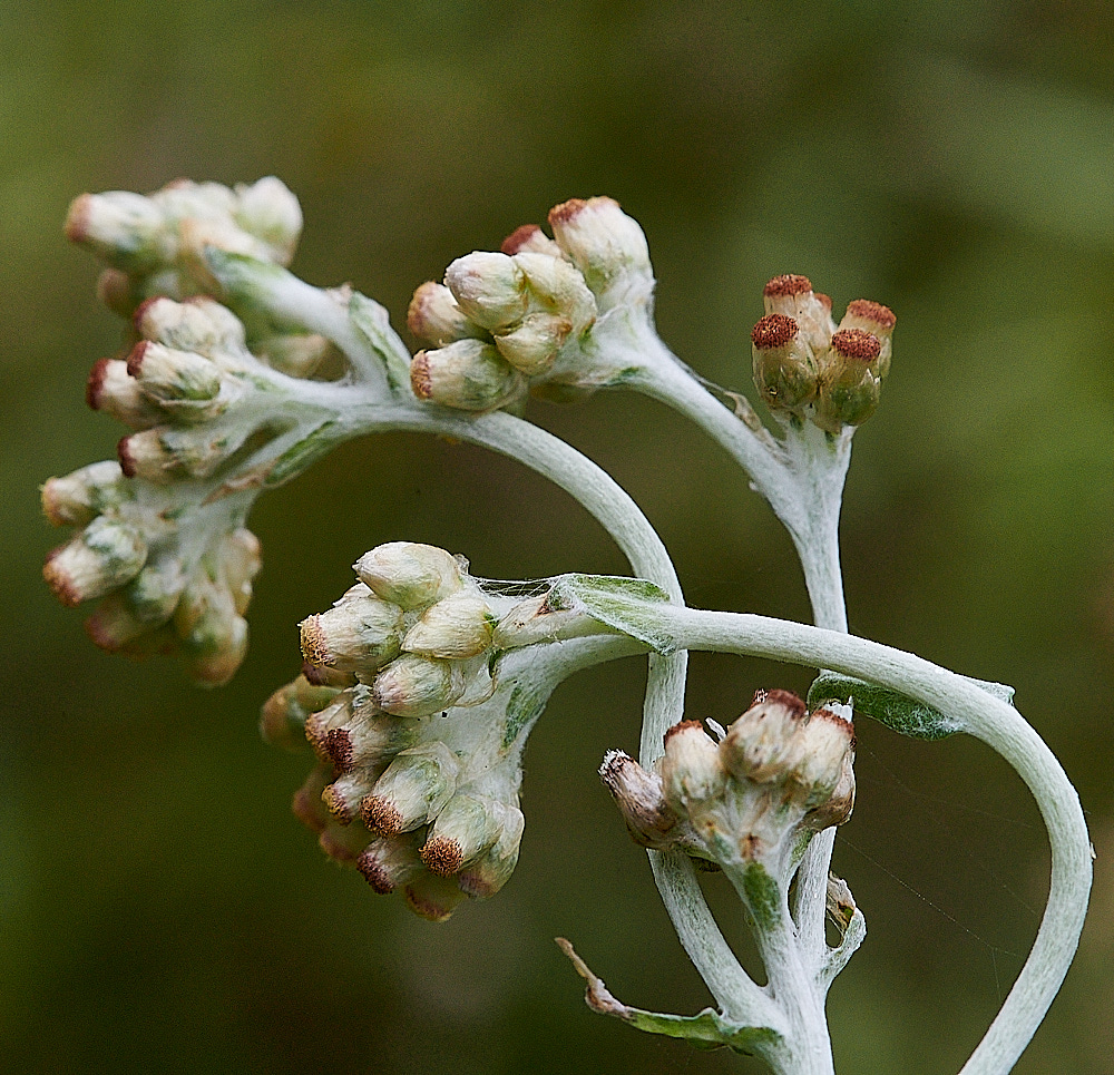 GreatYarmouthJerseyCudweed201221-5
