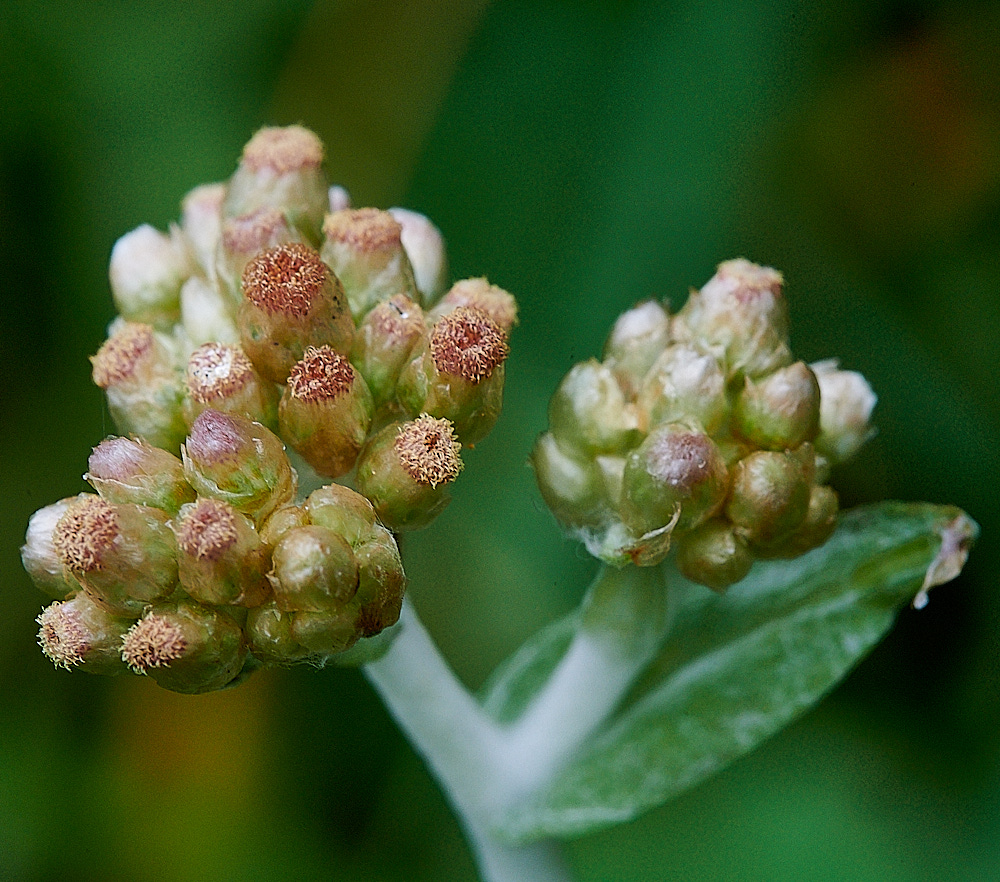 GreatYarmouthJerseyCudweed201221-7