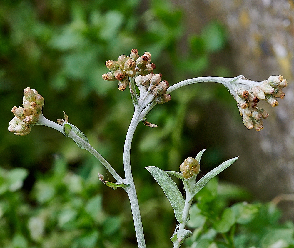 GreatYarmouthJerseyCudweed201221-9
