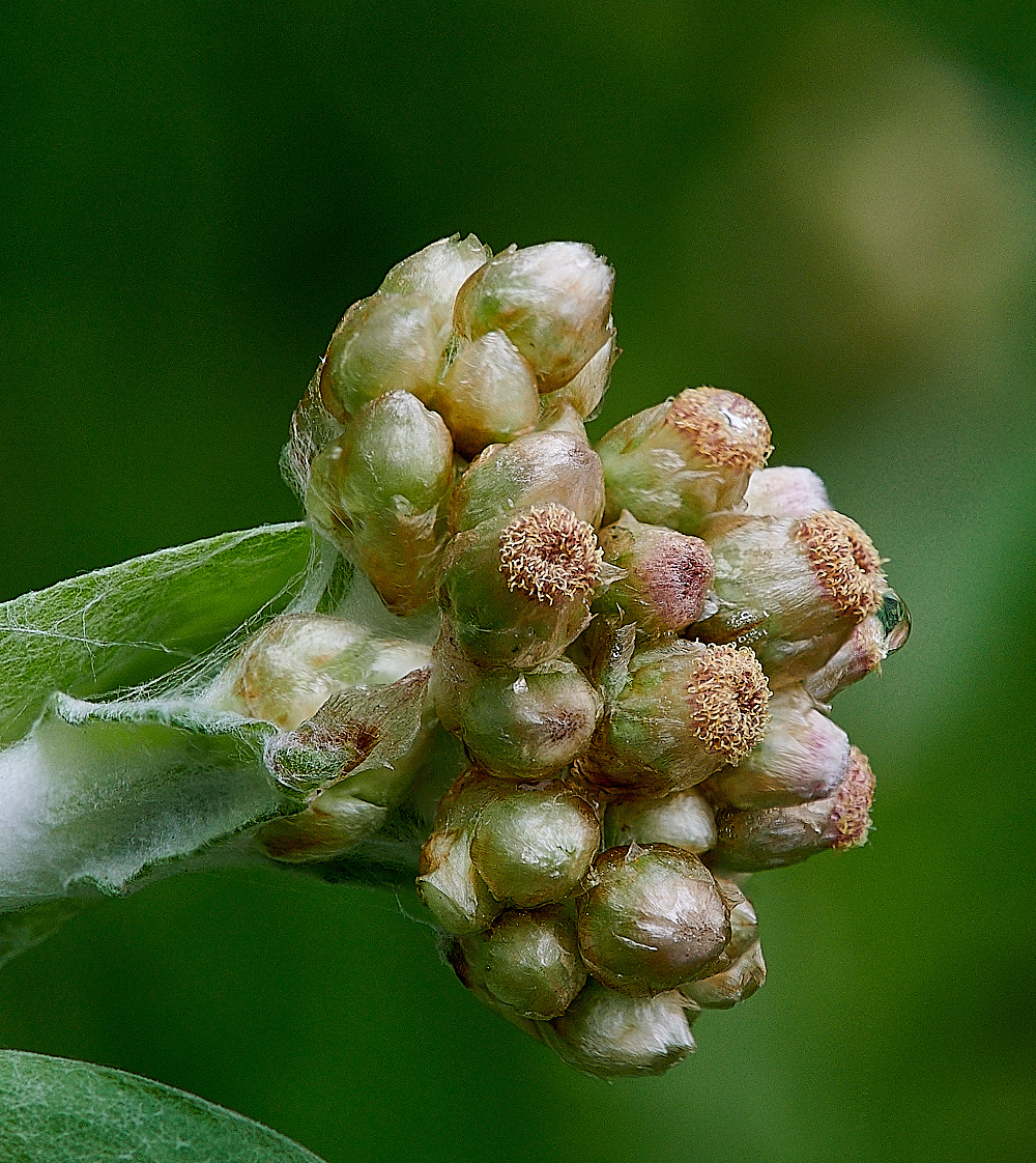 GreatYarmouthJerseyCudweed202121-8