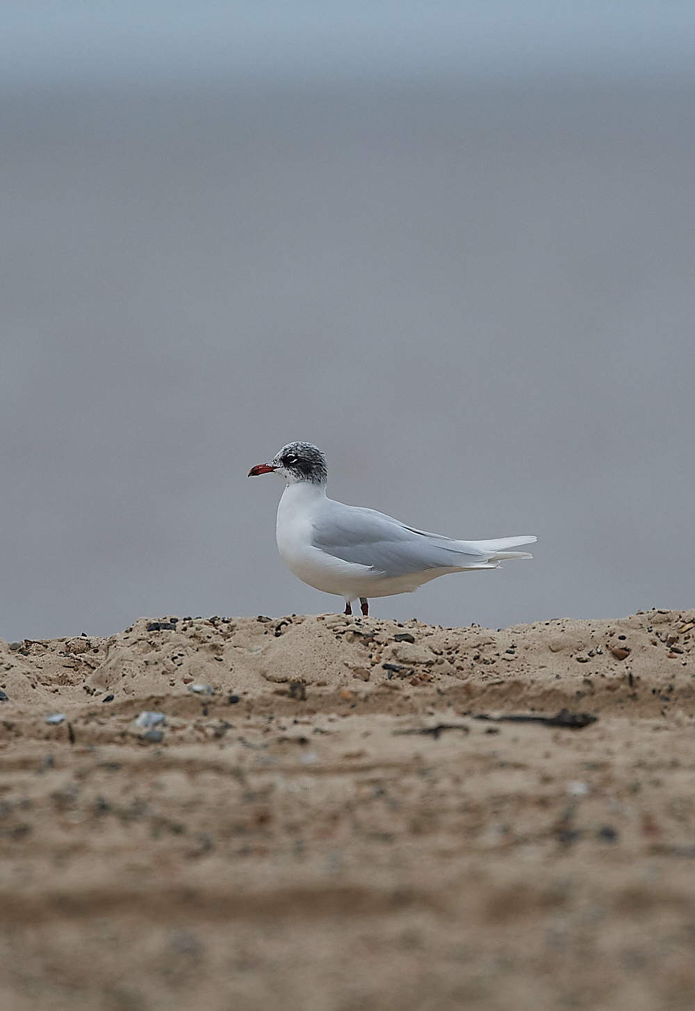 GreatYarmouthMedGull201221-1