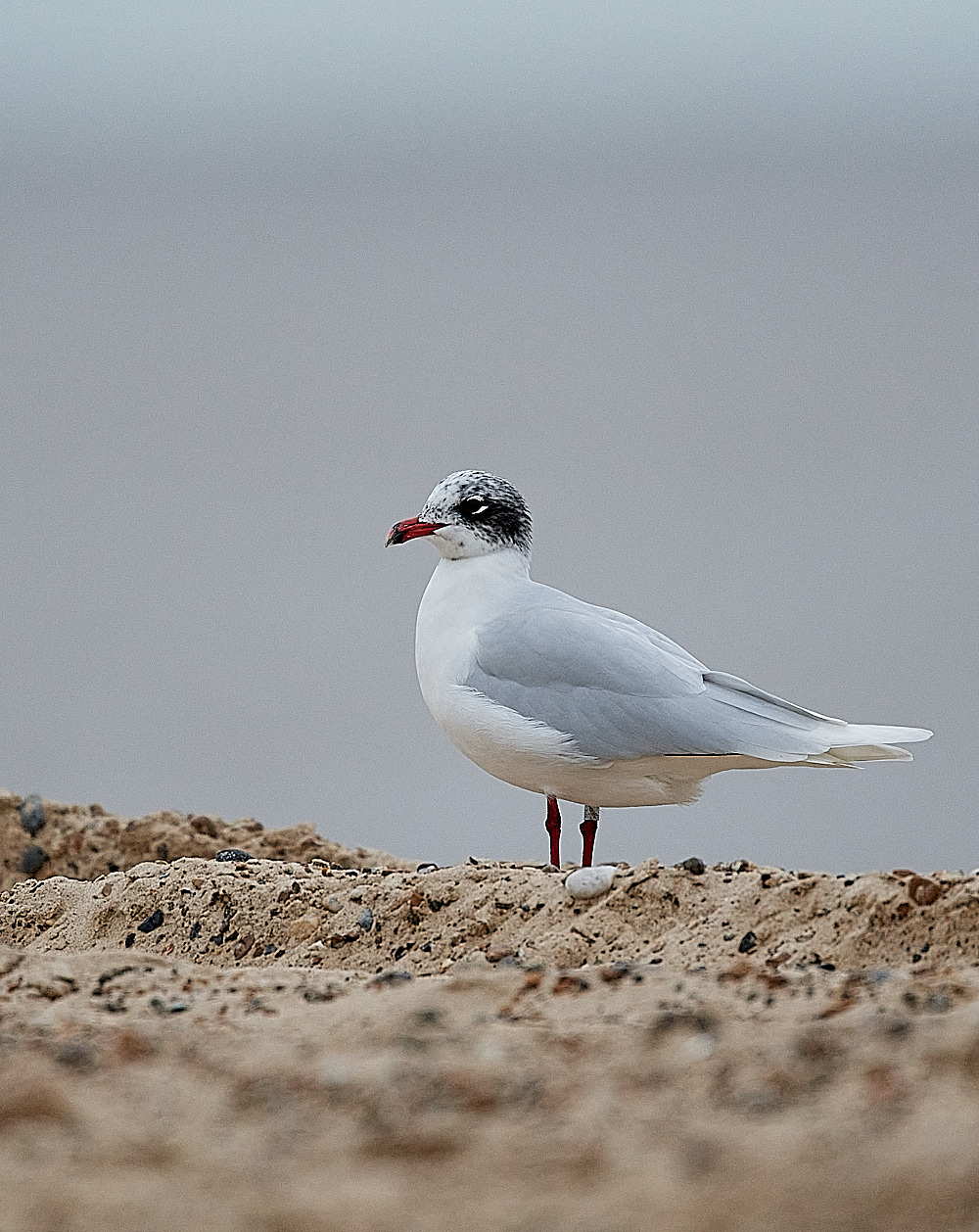 GreatYarmouthMedGull201221-10