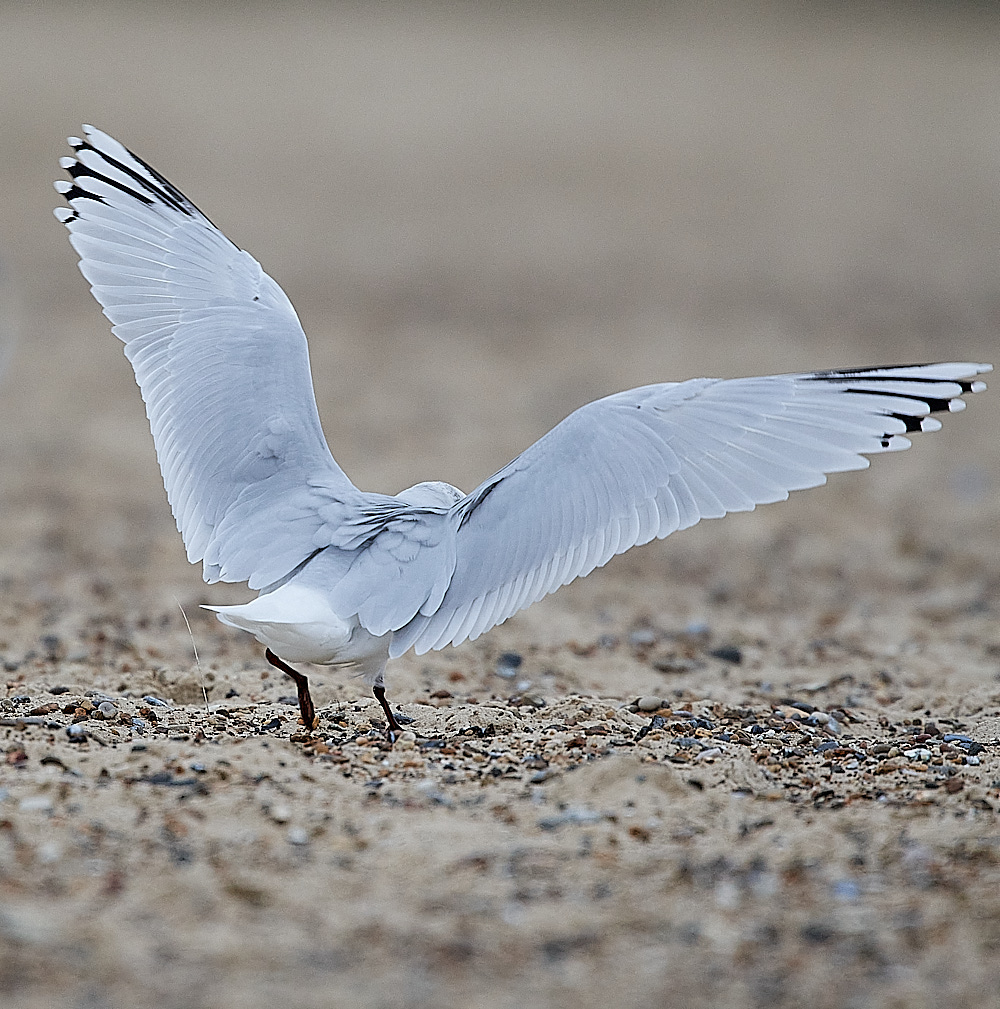 GreatYarmouthMedGull201221-16