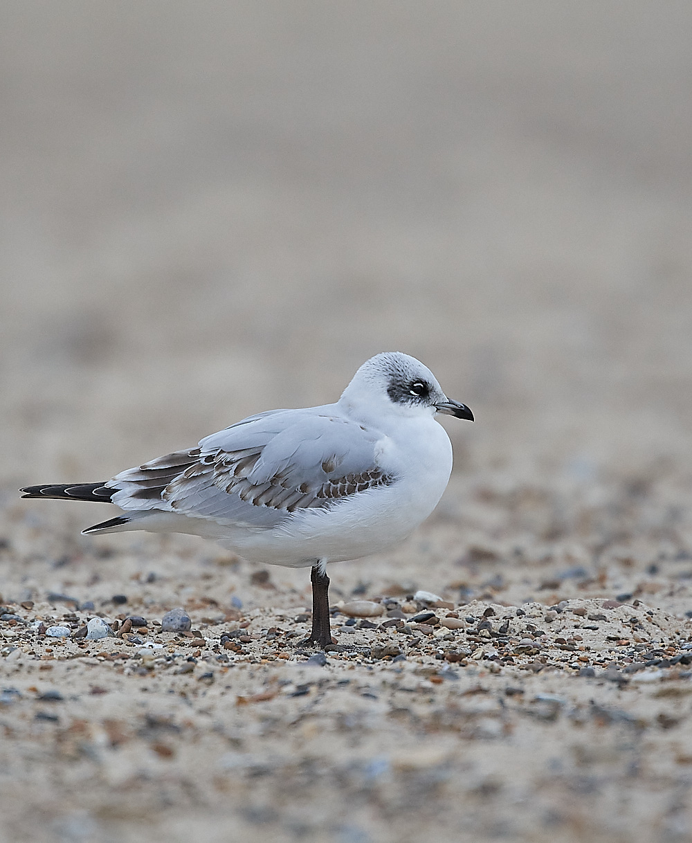 GreatYarmouthMedGull201221-18