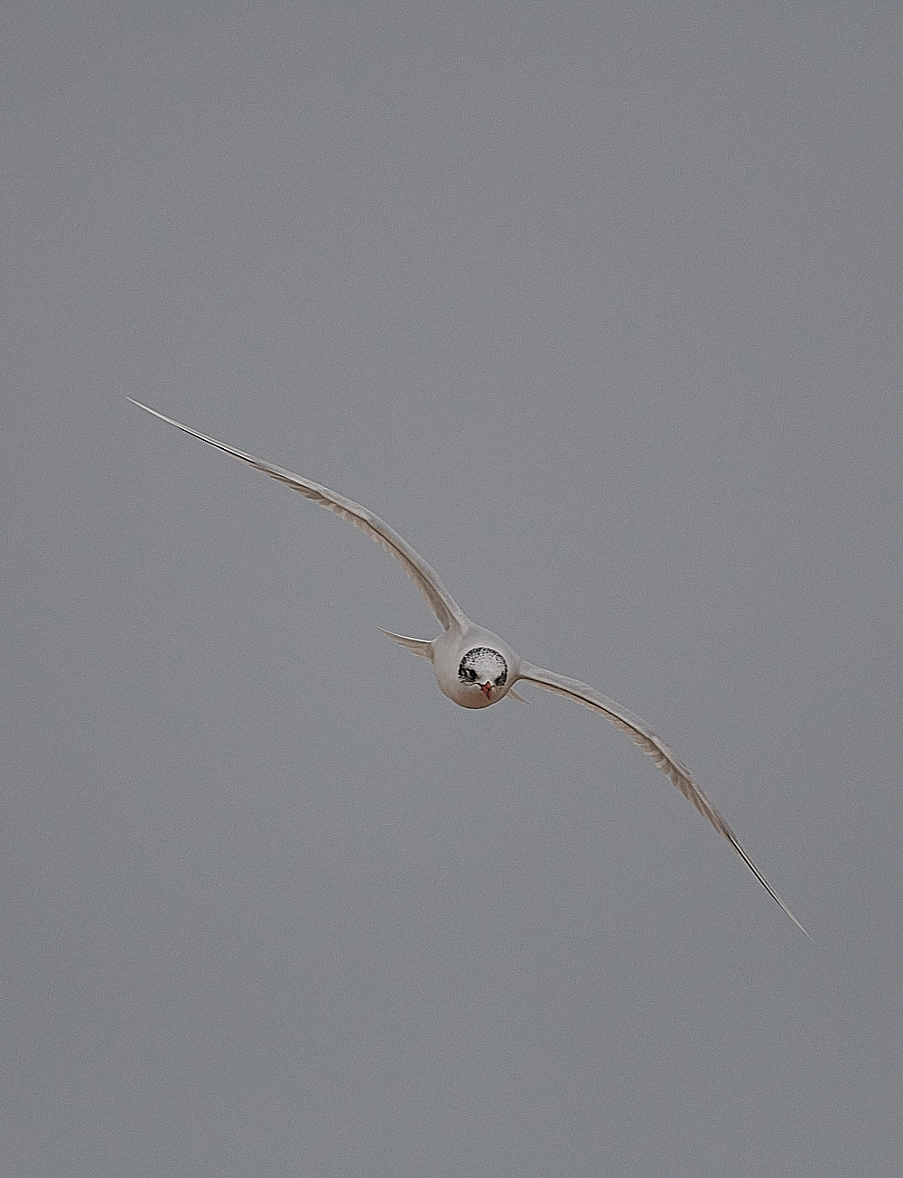 GreatYarmouthMedGull201221-2