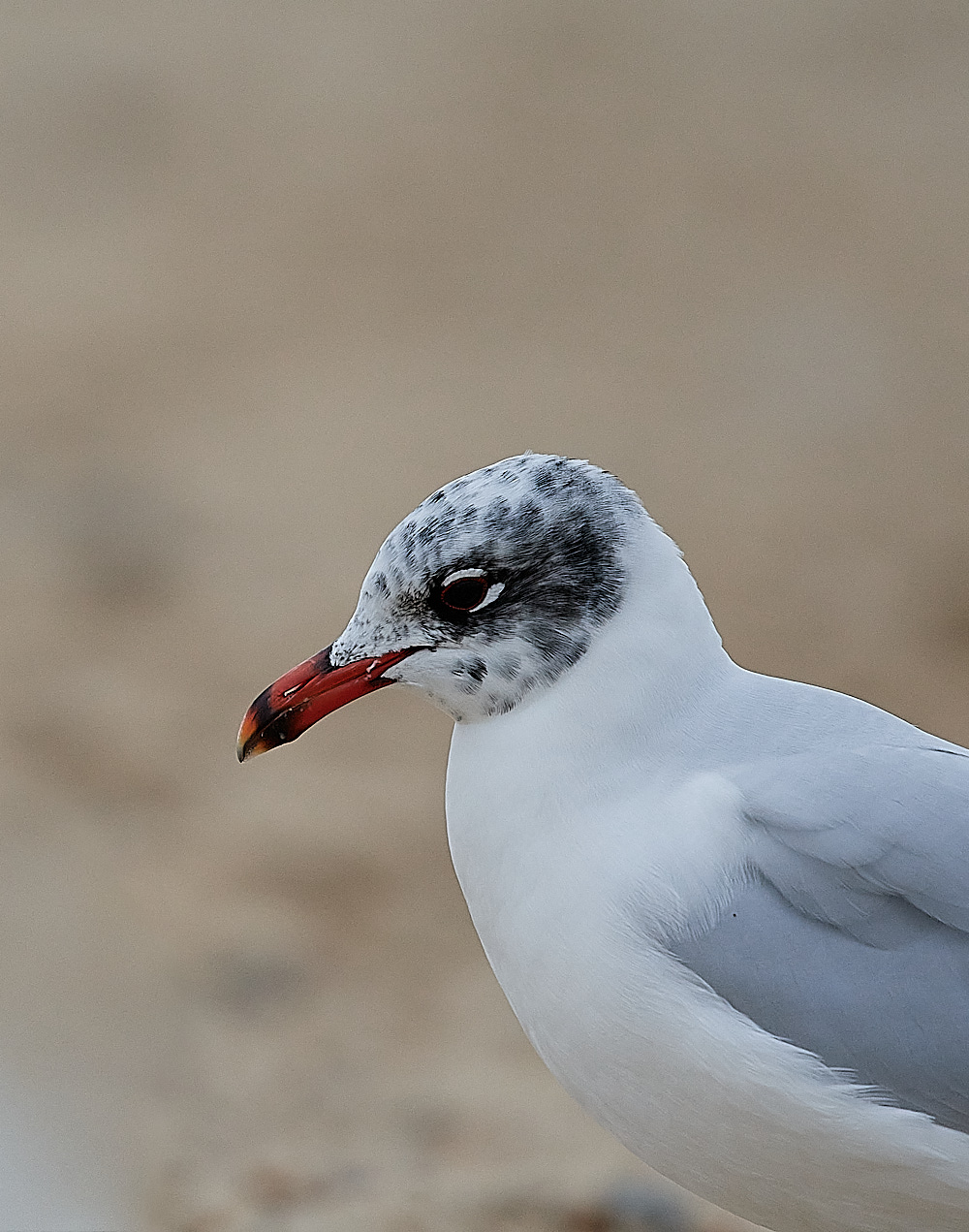 GreatYarmouthMedGull201221-25