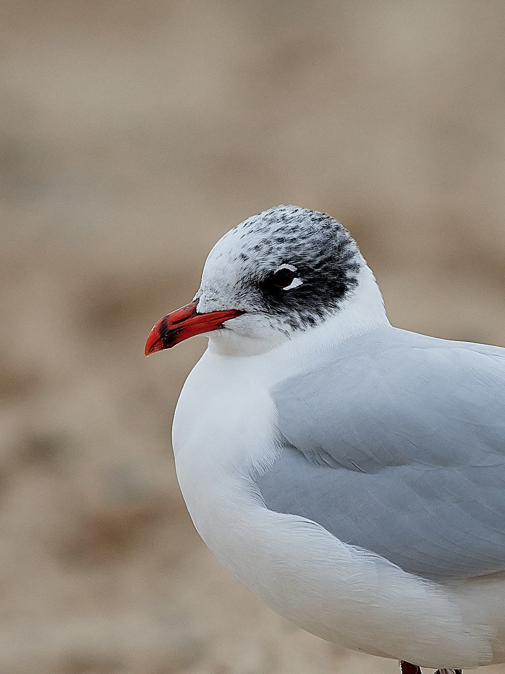 GreatYarmouthMedGull201221-26