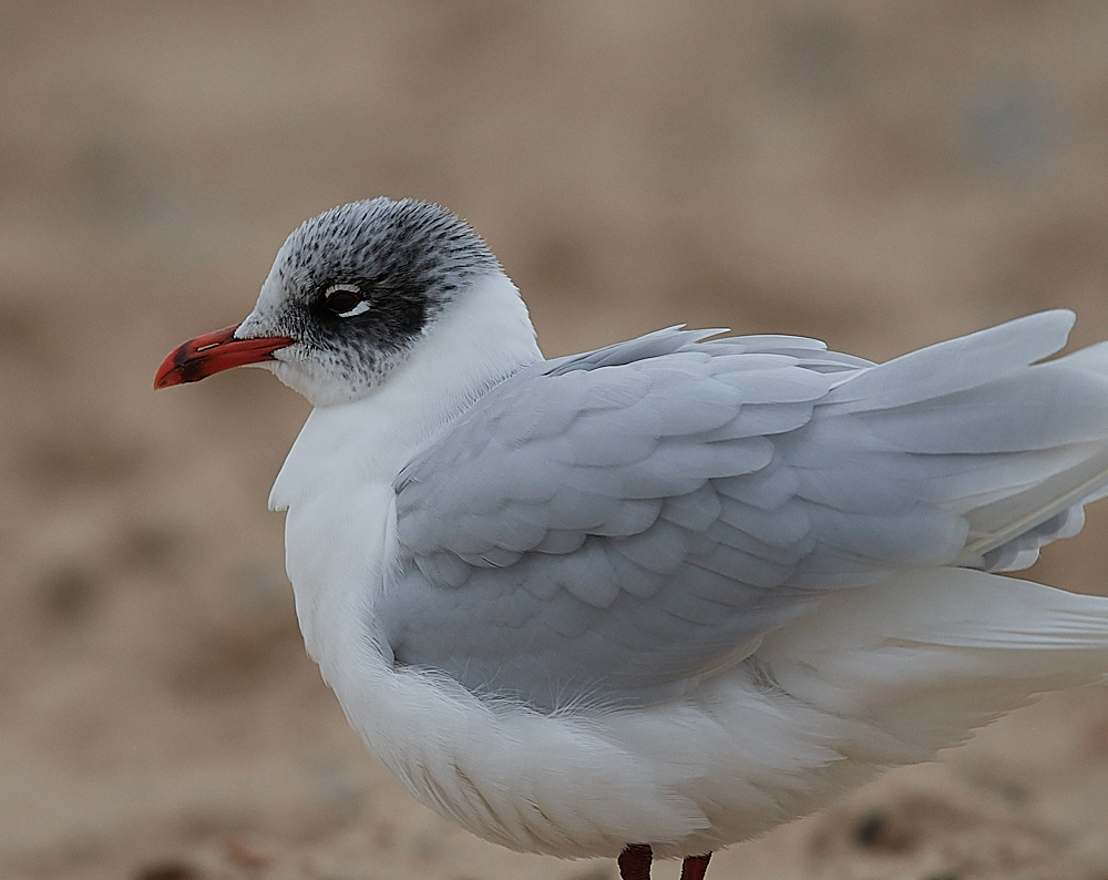 GreatYarmouthMedGull201221-27