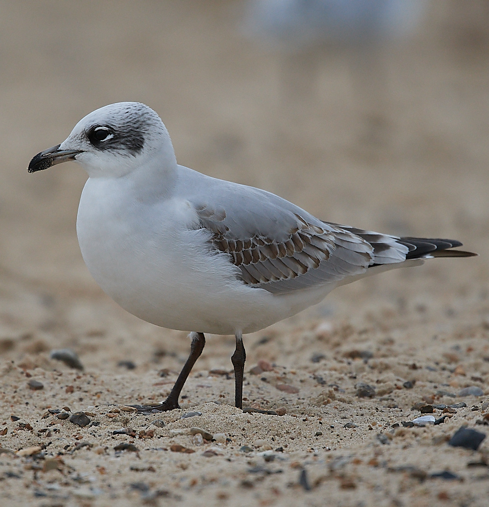 GreatYarmouthMedGull201221-28