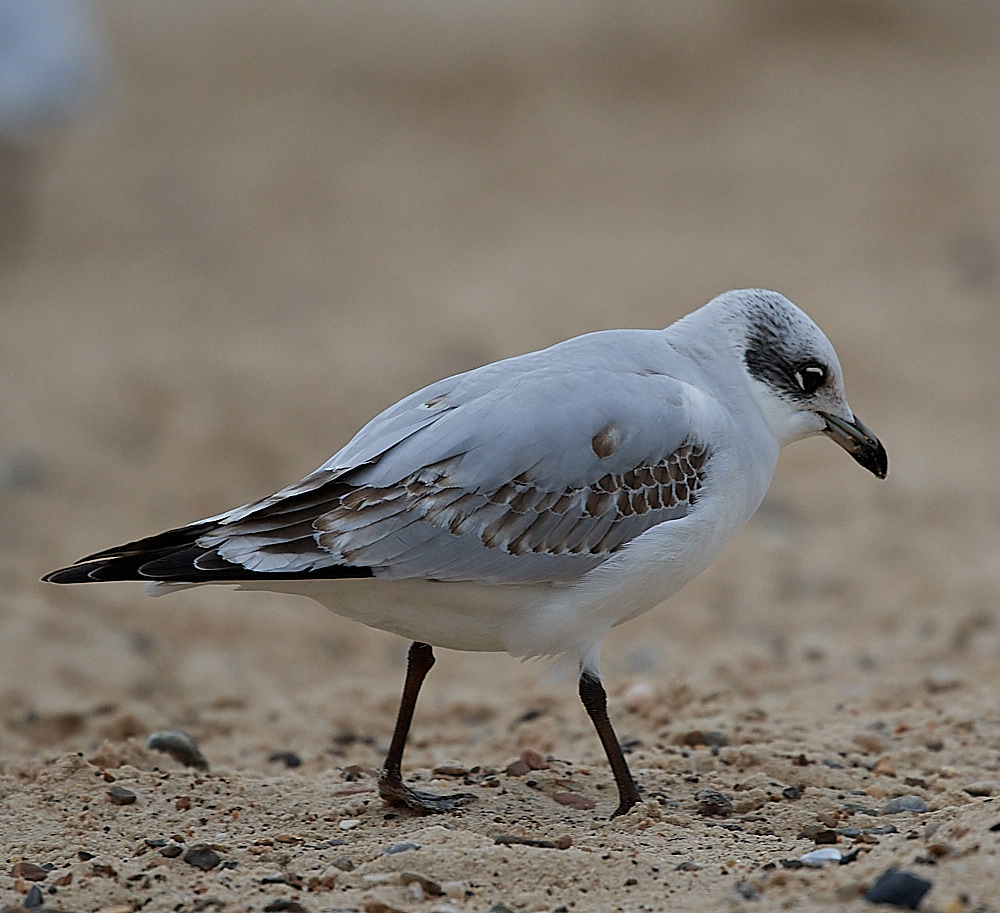 GreatYarmouthMedGull201221-29