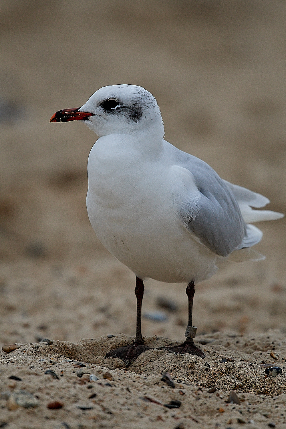 GreatYarmouthMedGull201221-30