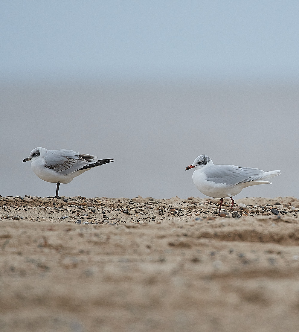 GreatYarmouthMedGull201221-4 1