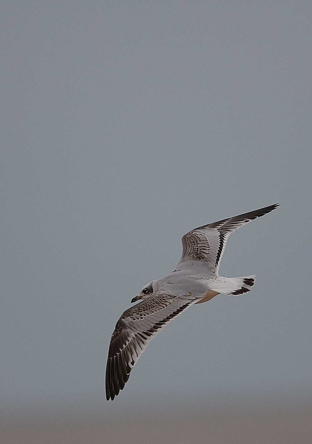 GreatYarmouthMedGull201221-9