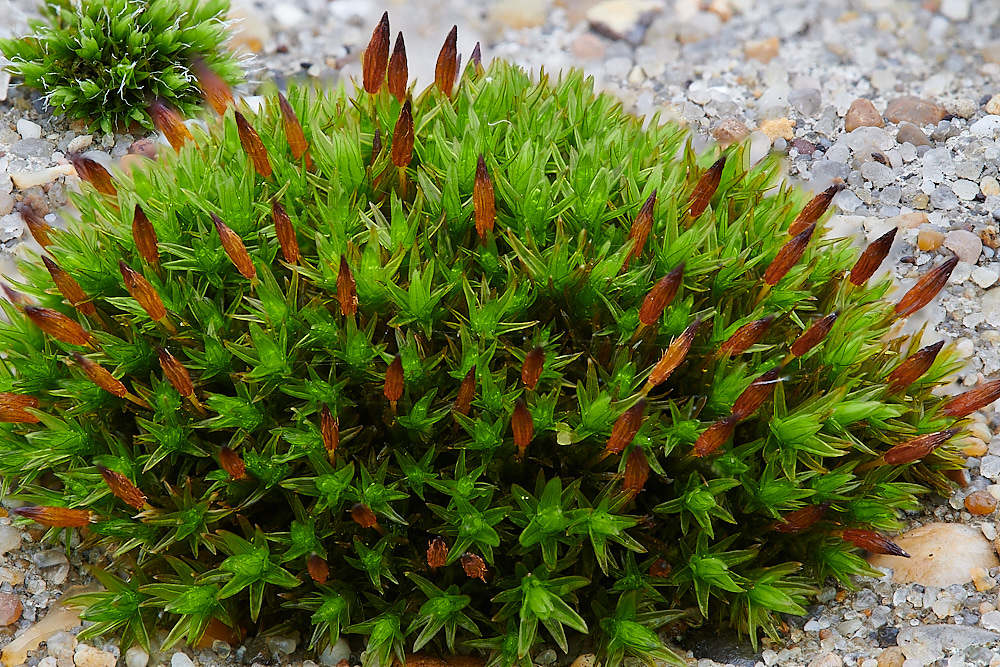 GreatYarmouthOanomalum201221-1