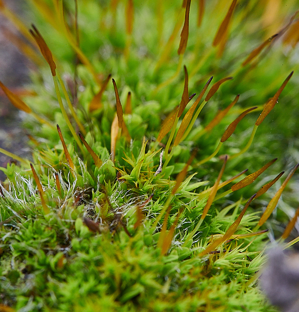 GreatYarmouthScrew-moss201221-1