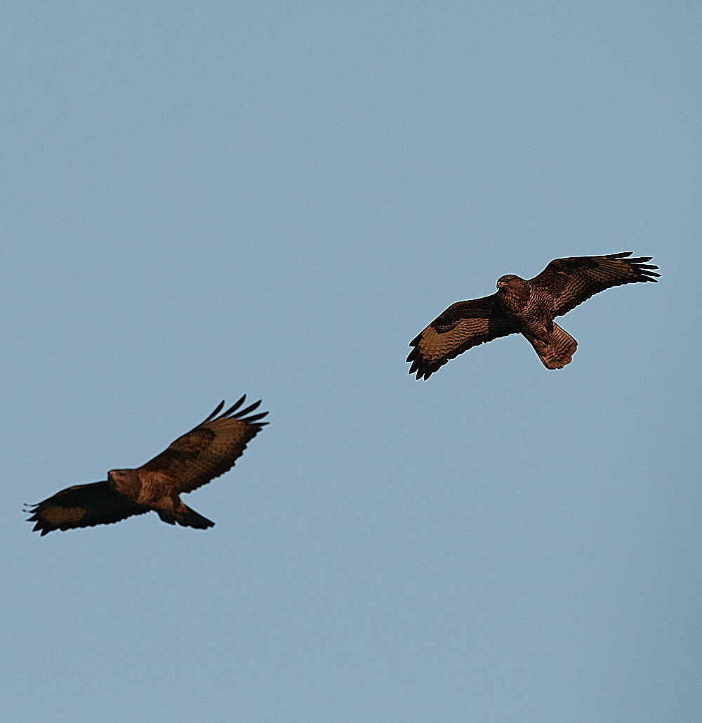 HanworthBuzzard081221-2