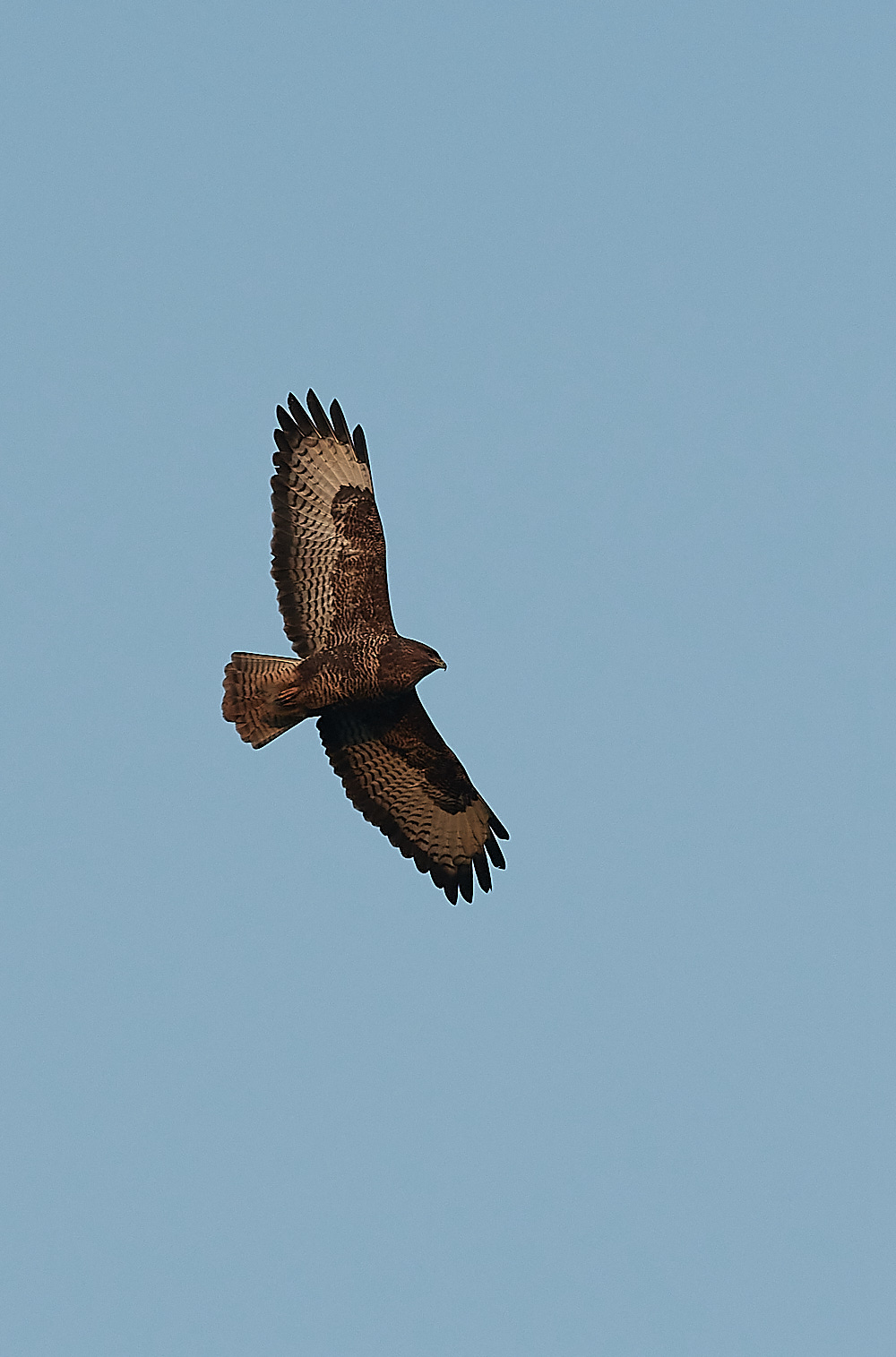 HanworthBuzzard081221-3