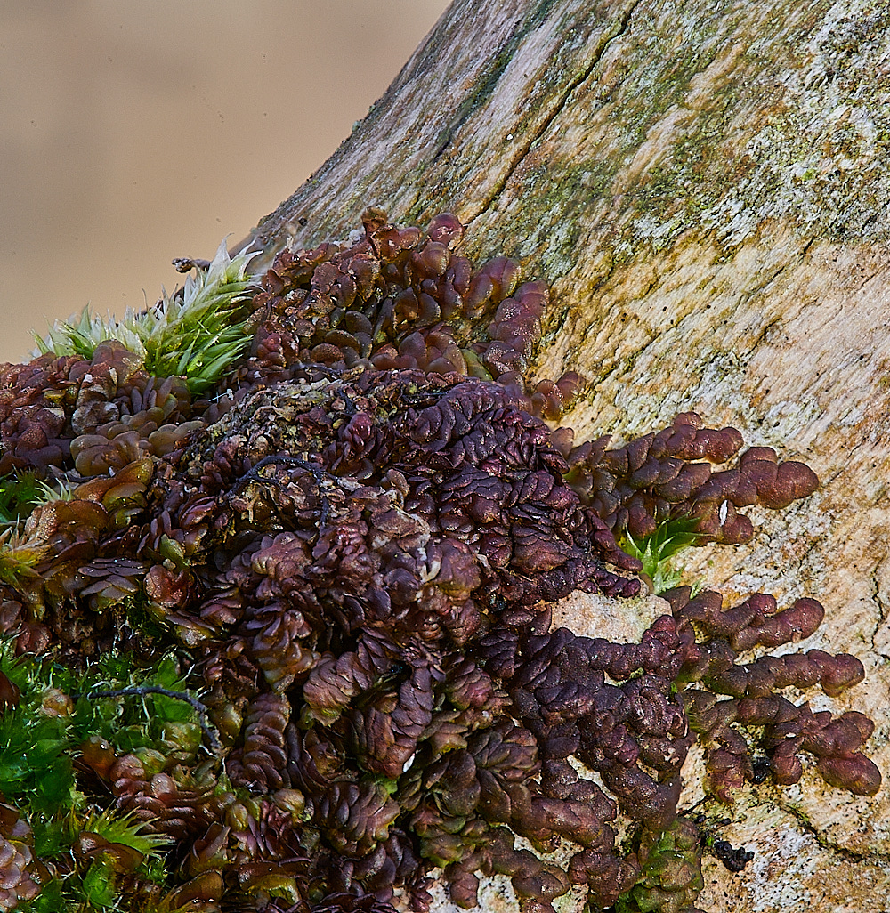 HorseyFrullenia221221-1