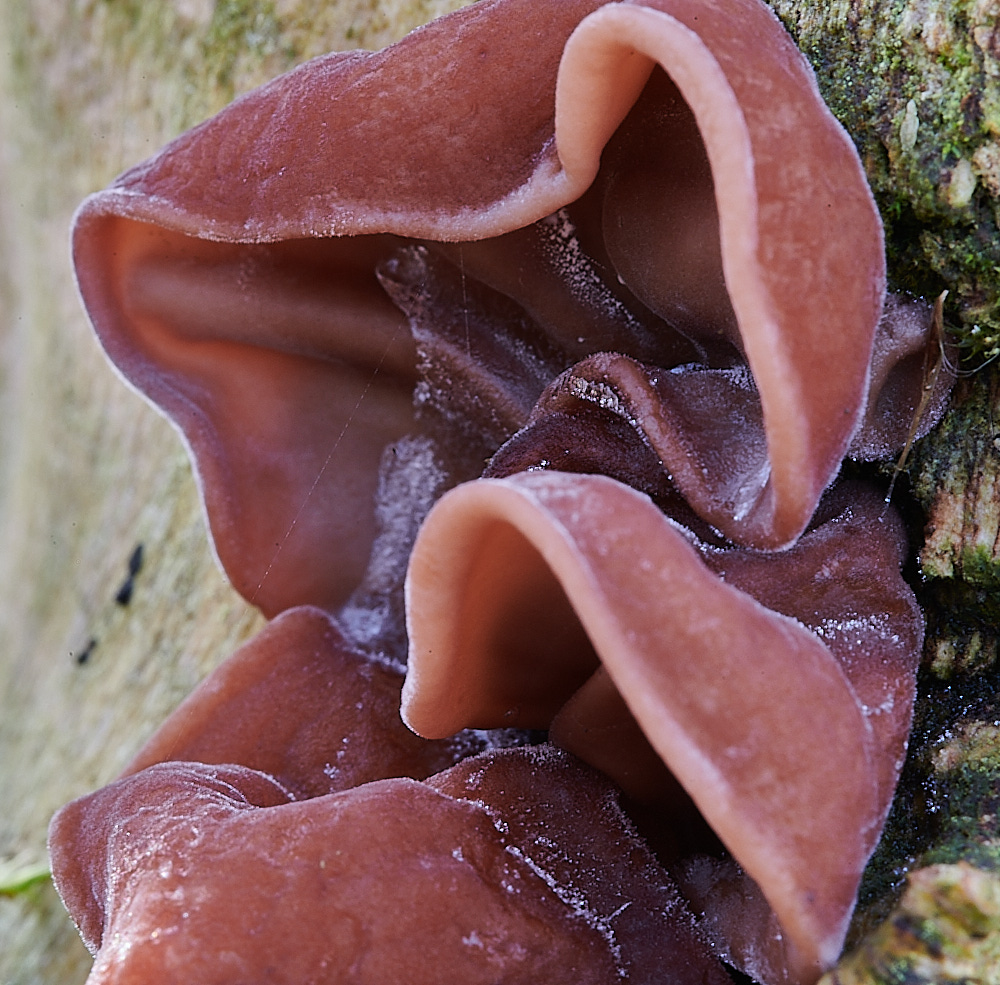 HorseyJellyEar221221-2