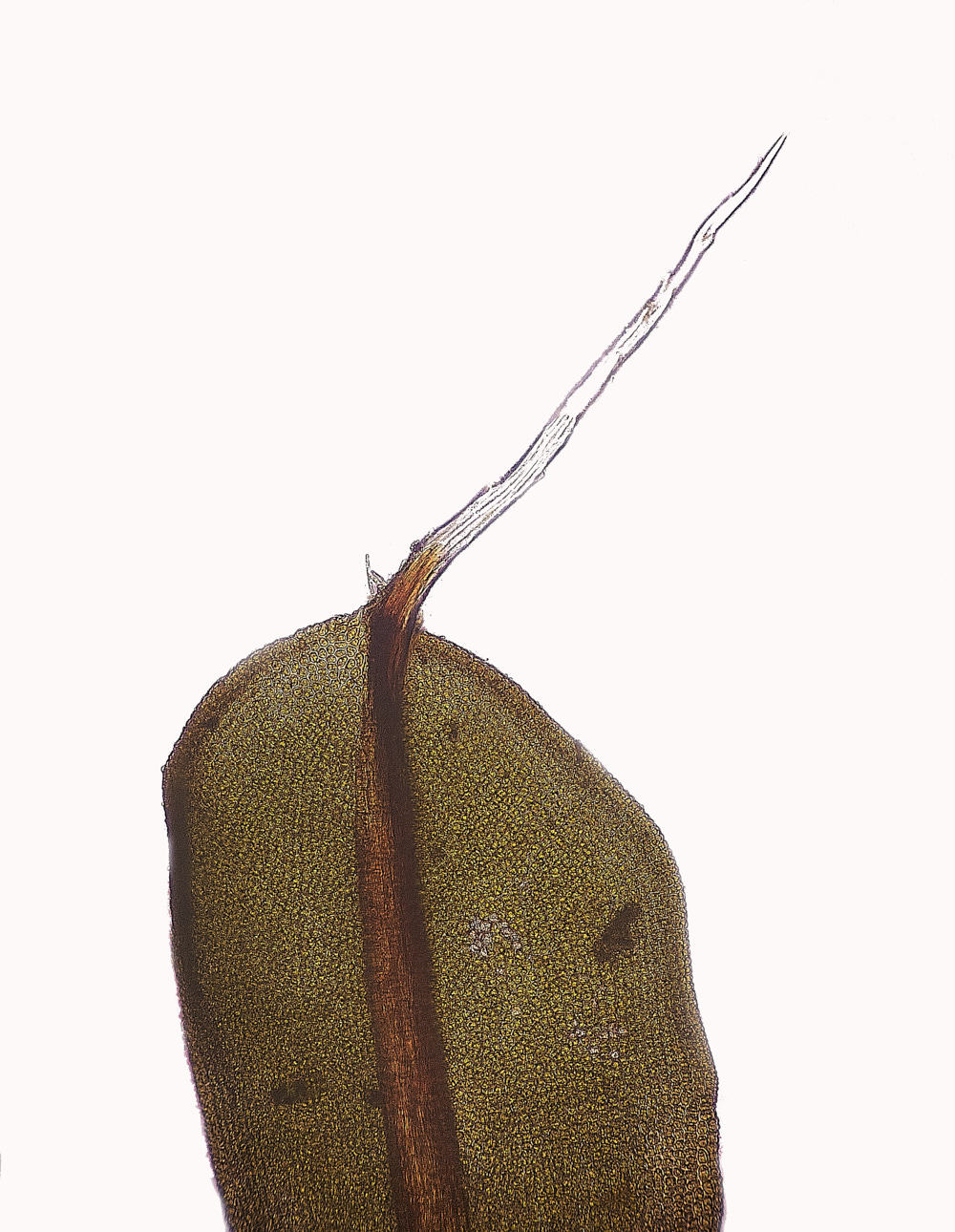 HorseySlaevipila221221-1