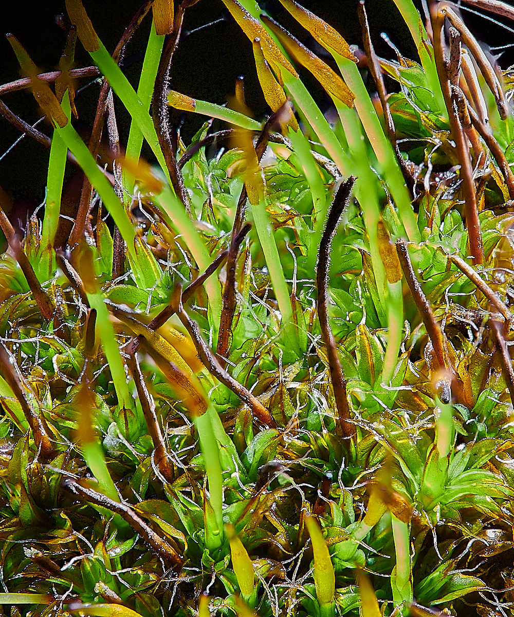 HorseySlaevipila221221-3