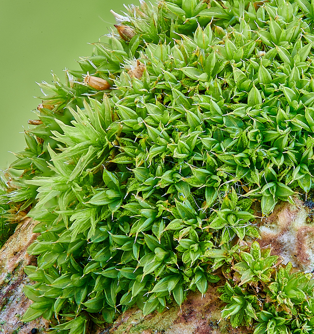 HorseySpapillosa221221-1