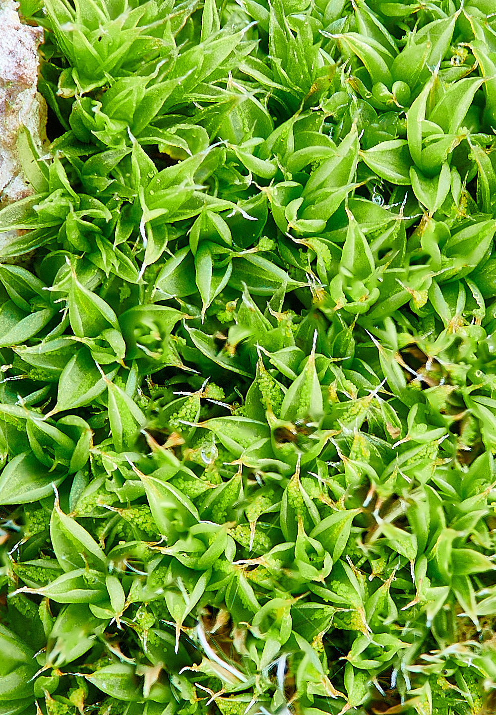 HorseySpapillosa221221-2