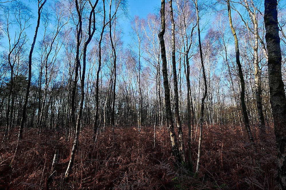 HoughenPlantation121221-1