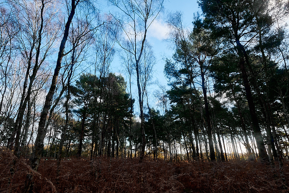 HoughenPlantation121221-2