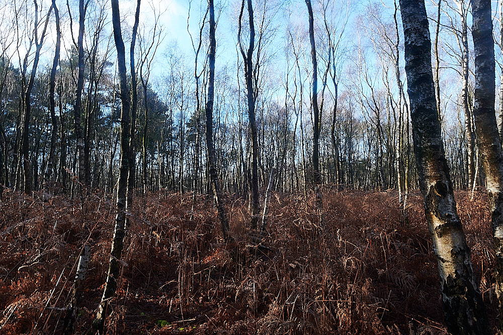 HoughenPlantation121221-3