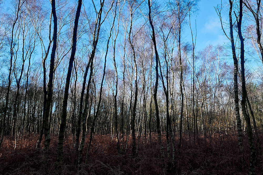 HoughenPlantation121221-4