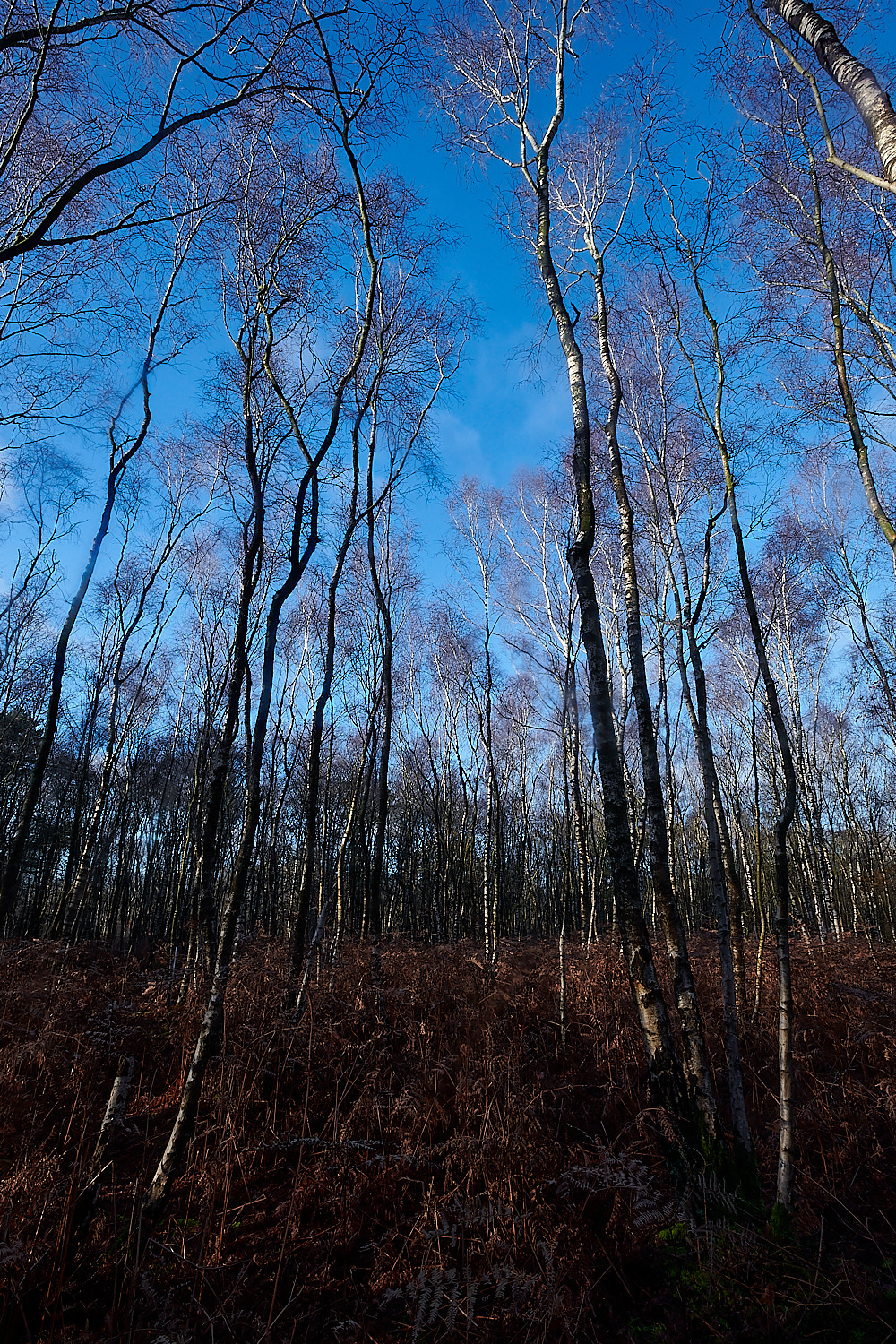 HoughenPlantation121221-5