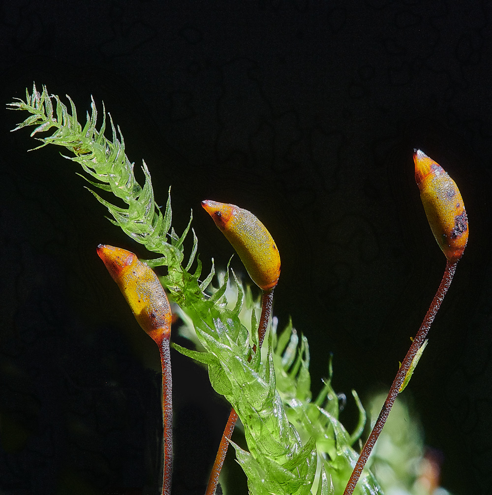 HoughenPlantationBrutabulum121221-2