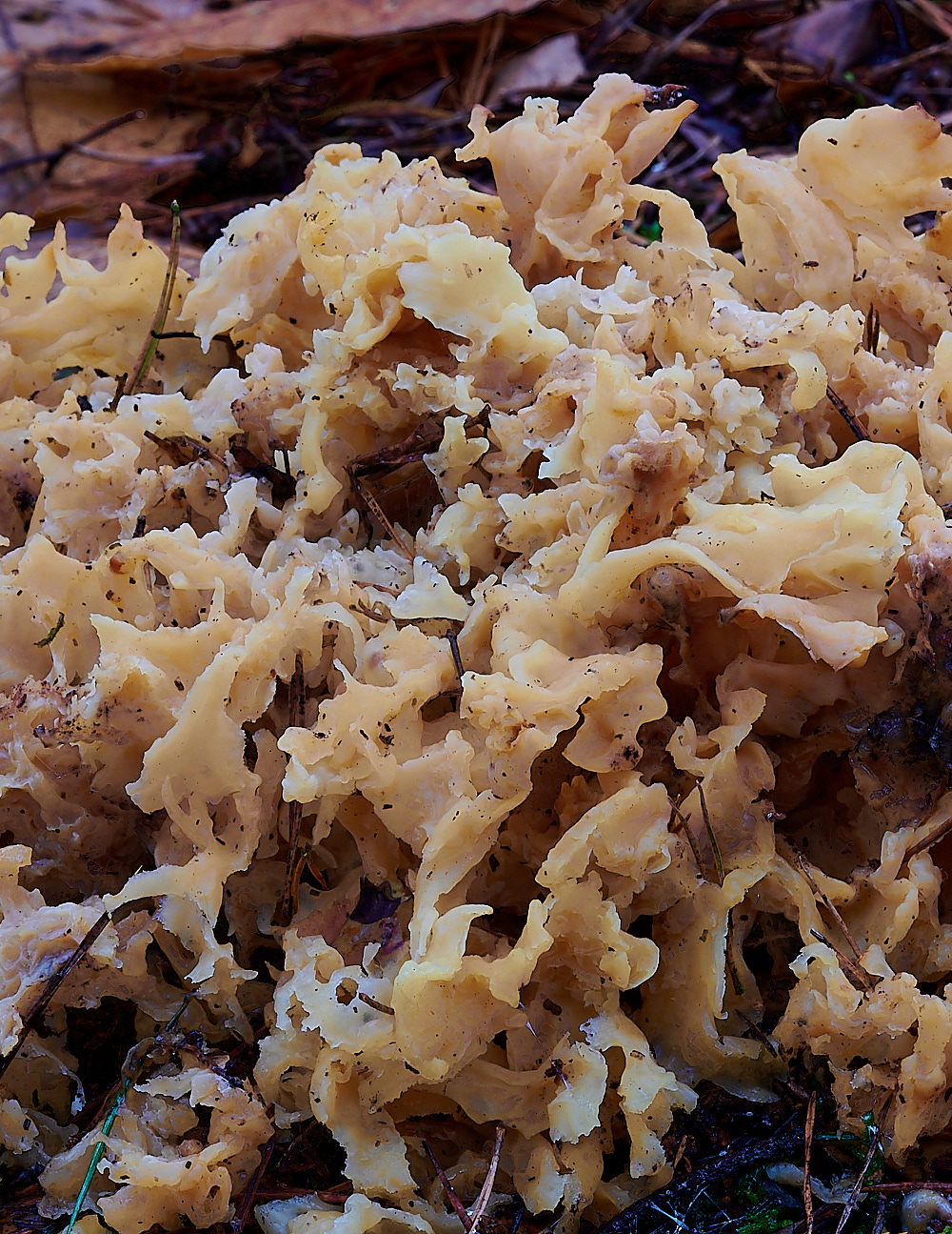 HoughenPlantationCauliflowerFungus121221-1