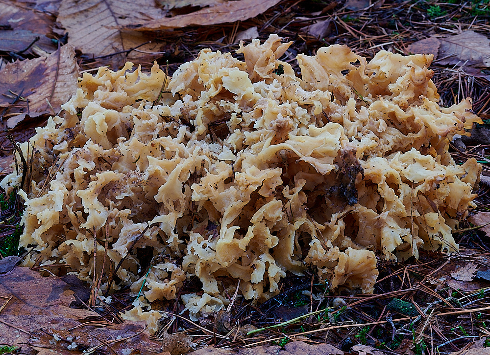 HoughenPlantationCauliflowerFungus121221-2
