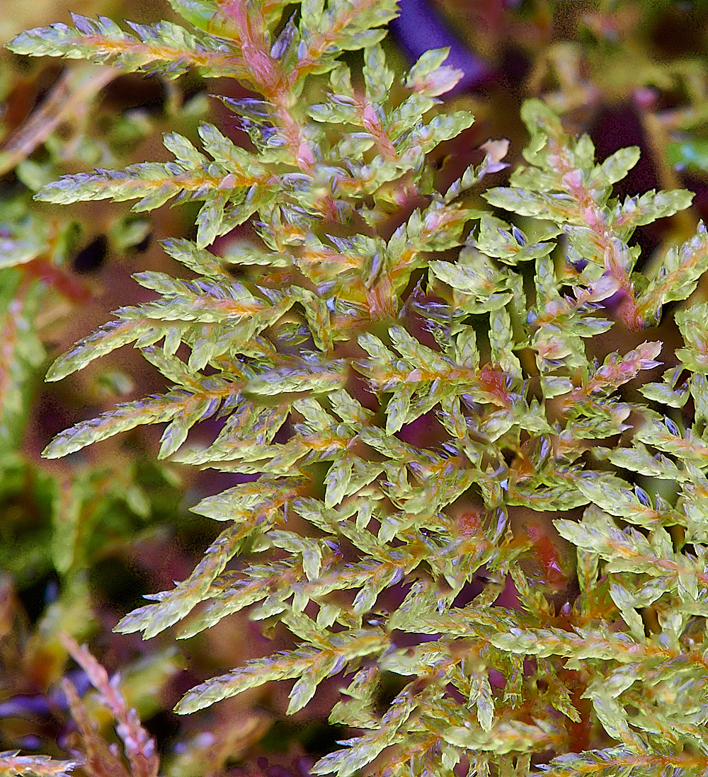 HoughenPlantationHsplendens121221-1