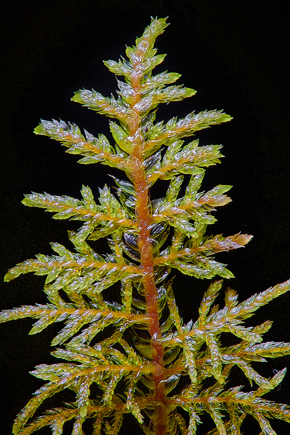 HoughenPlantationHsplendens121221-2