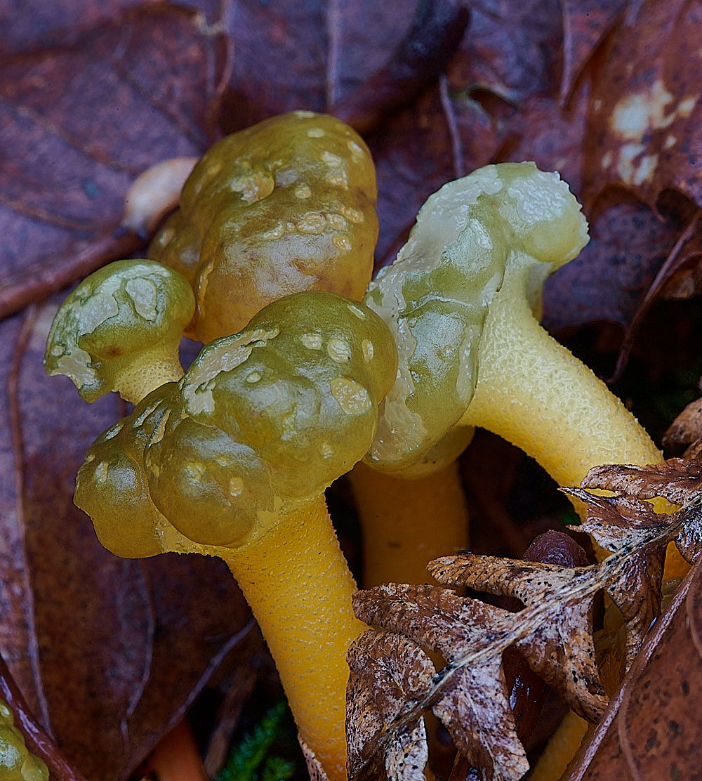 HoughenPlantationJellybaby121221-1