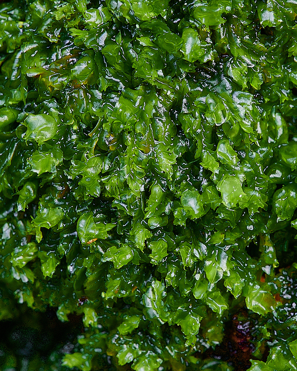 HoughenPlantationLheterophylla121221-1