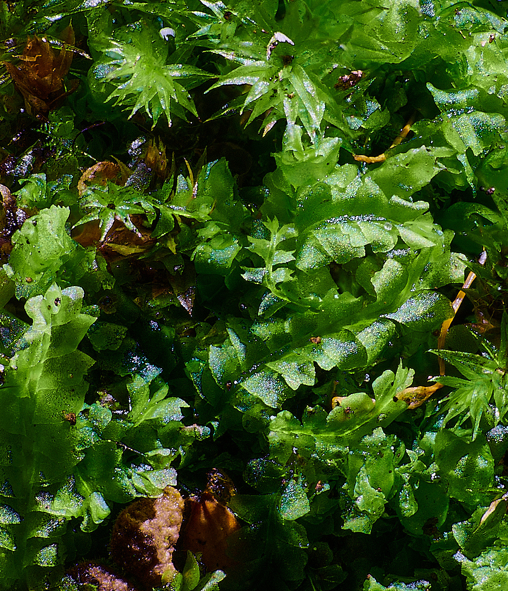 HoughenPlantationLheterophylla121221-2