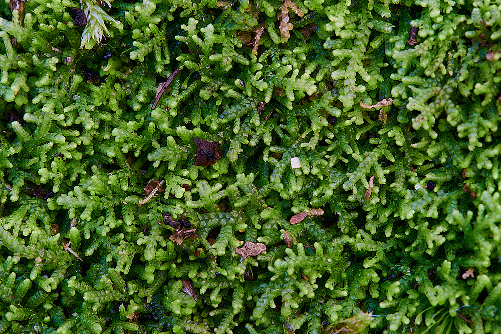 HoughenPlantationLreptans121221-1