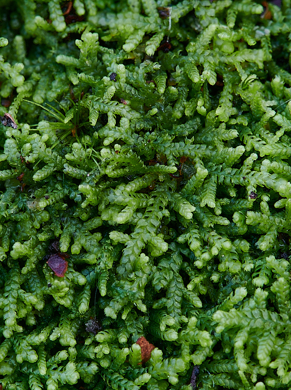 HoughenPlantationLreptans121221-2