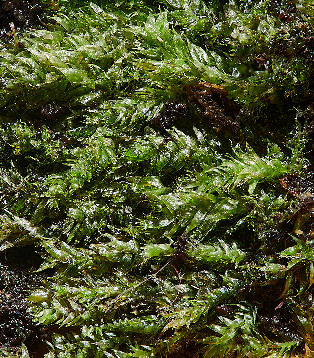 HoughenPlantationPelegans121221-1