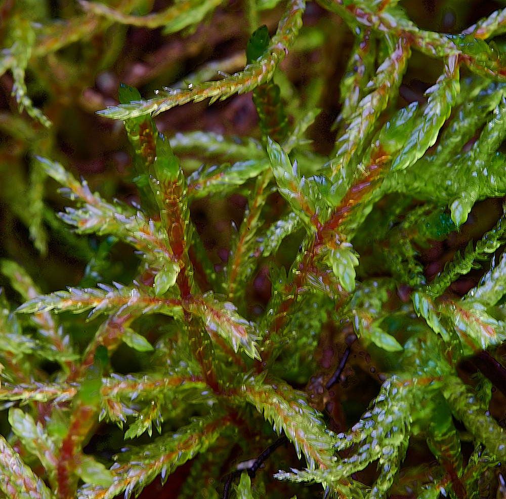 HoughenPlantationPschreberi121221-1