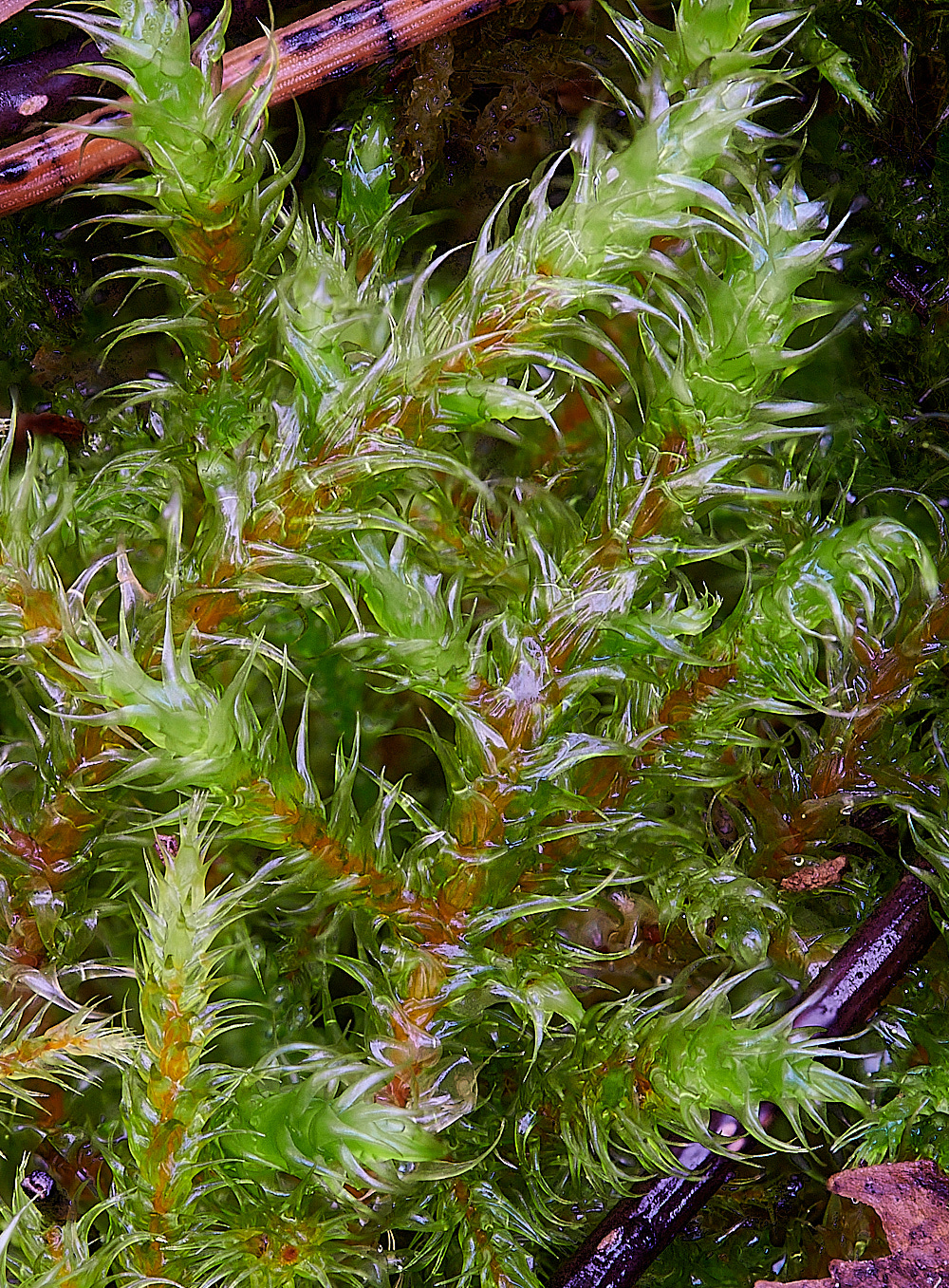 HoughenPlantationRloreus121221-1