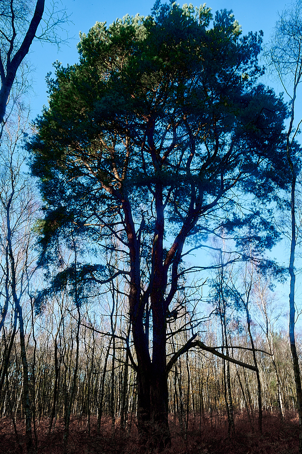 HoughenPlantationScotsPine121221-2