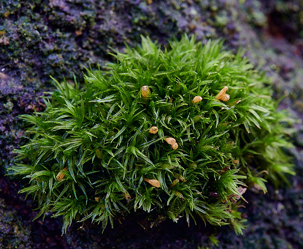 HoughenPlantationUlottaSp121221-1